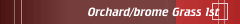 Orchard/brome Grass (1)